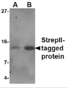 Western blot analysis of (A) 5 and (B) 25ng of StrepII-tagged recombinant protein with StrepII antibody at 1 μg/mL.