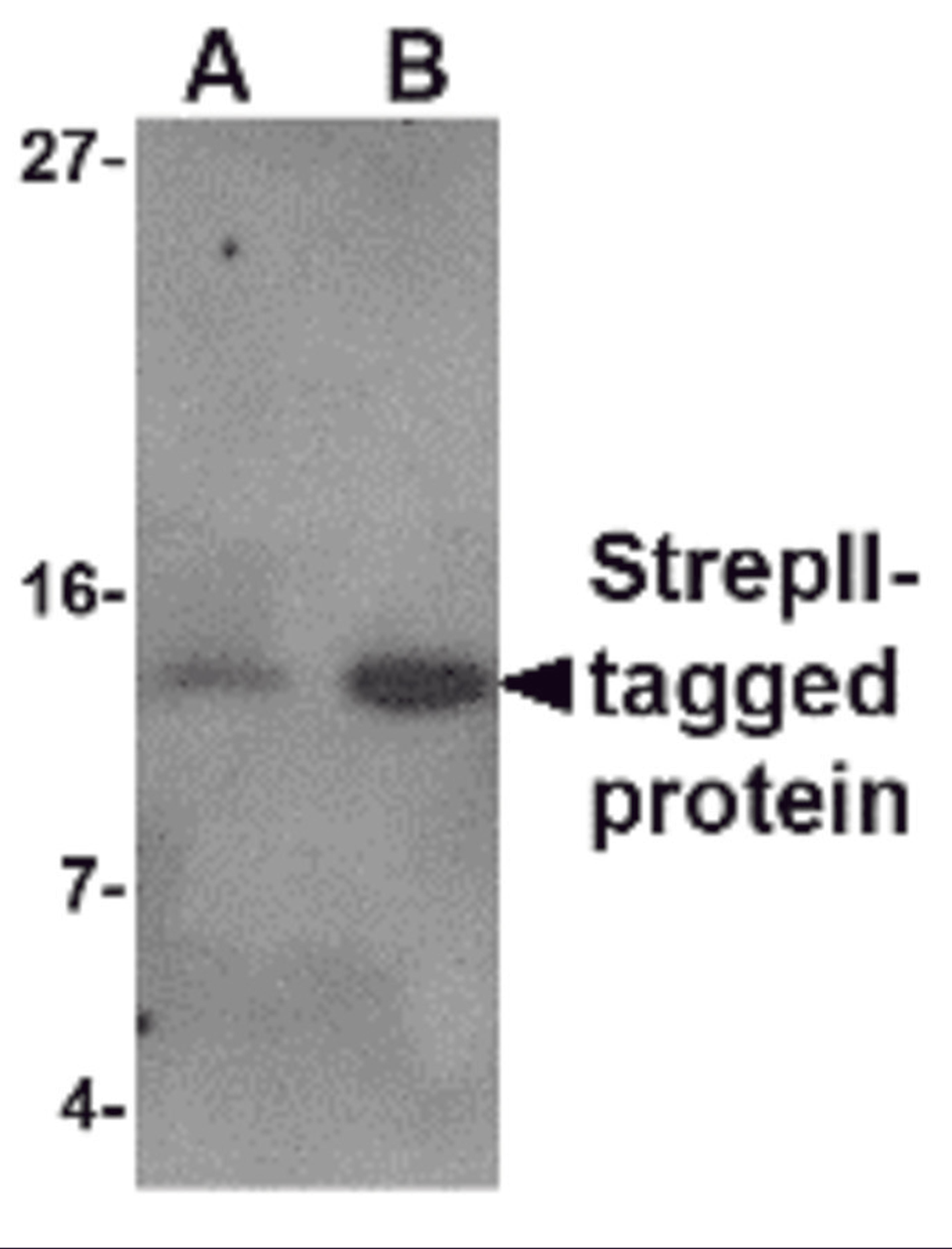 Western blot analysis of (A) 5 and (B) 25ng of StrepII-tagged recombinant protein with StrepII antibody at 1 μg/mL.