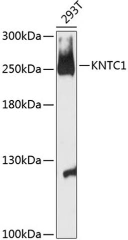 Western blot - KNTC1 antibody (A13064)