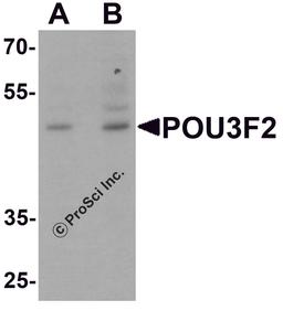 Western blot analysis of POU3F2 in 3T3 cell lysate with POU3F2 antibody at (A) 1 and (B) 2 μg/mL.