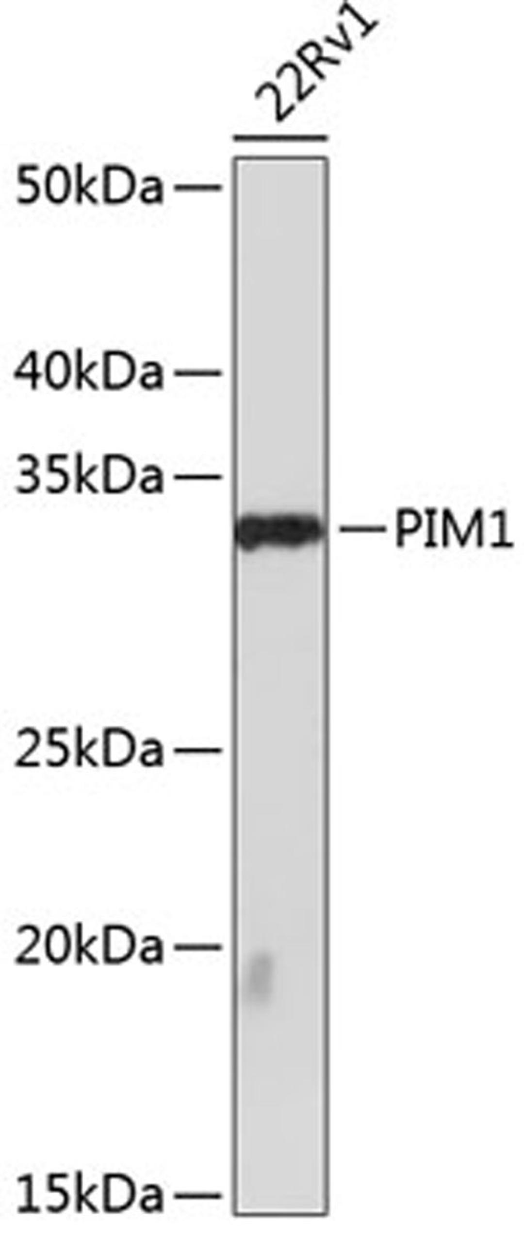 Western blot - PIM1 antibody (A19695)