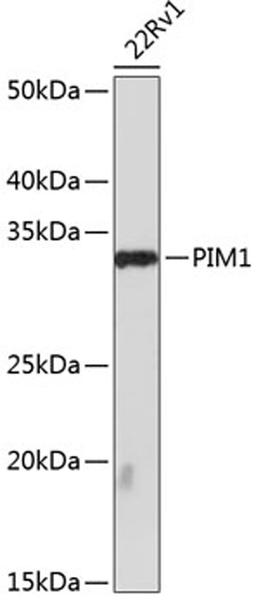 Western blot - PIM1 antibody (A19695)