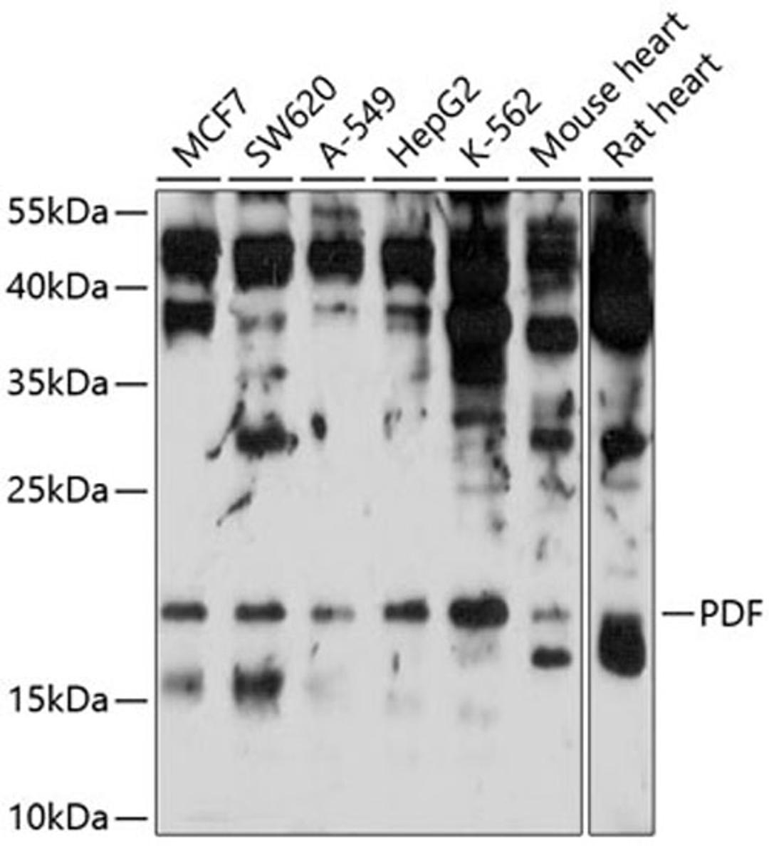 Western blot - PDF antibody (A10458)