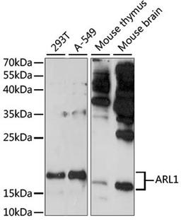 Western blot - ARL1 antibody (A15254)