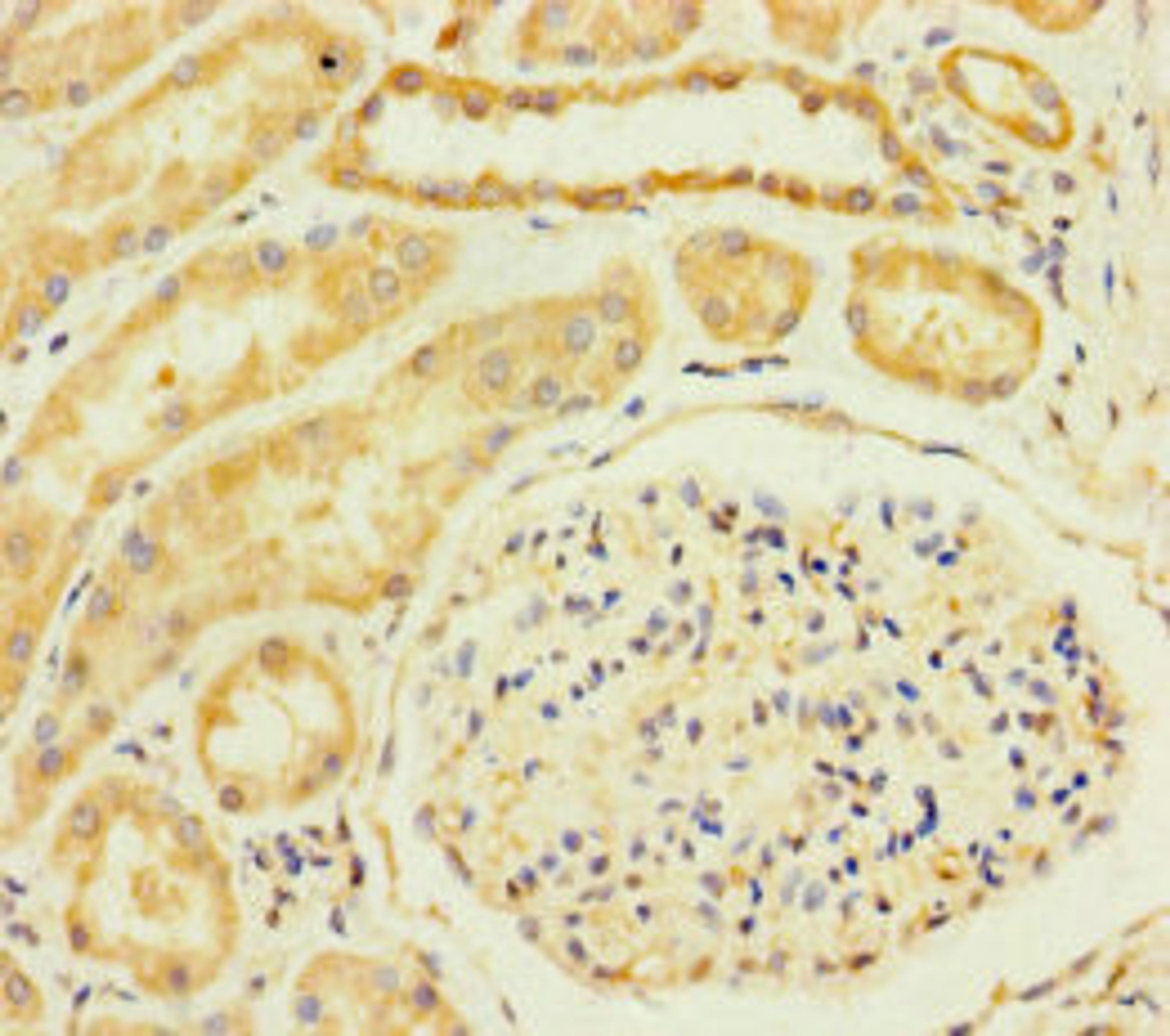 Immunohistochemistry of paraffin-embedded human kidney tissue using CSB-PA863106LA01HU at dilution of 1:100