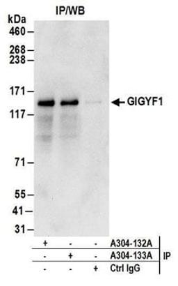 Detection of human GIGYF1 by western blot of immunoprecipitates.