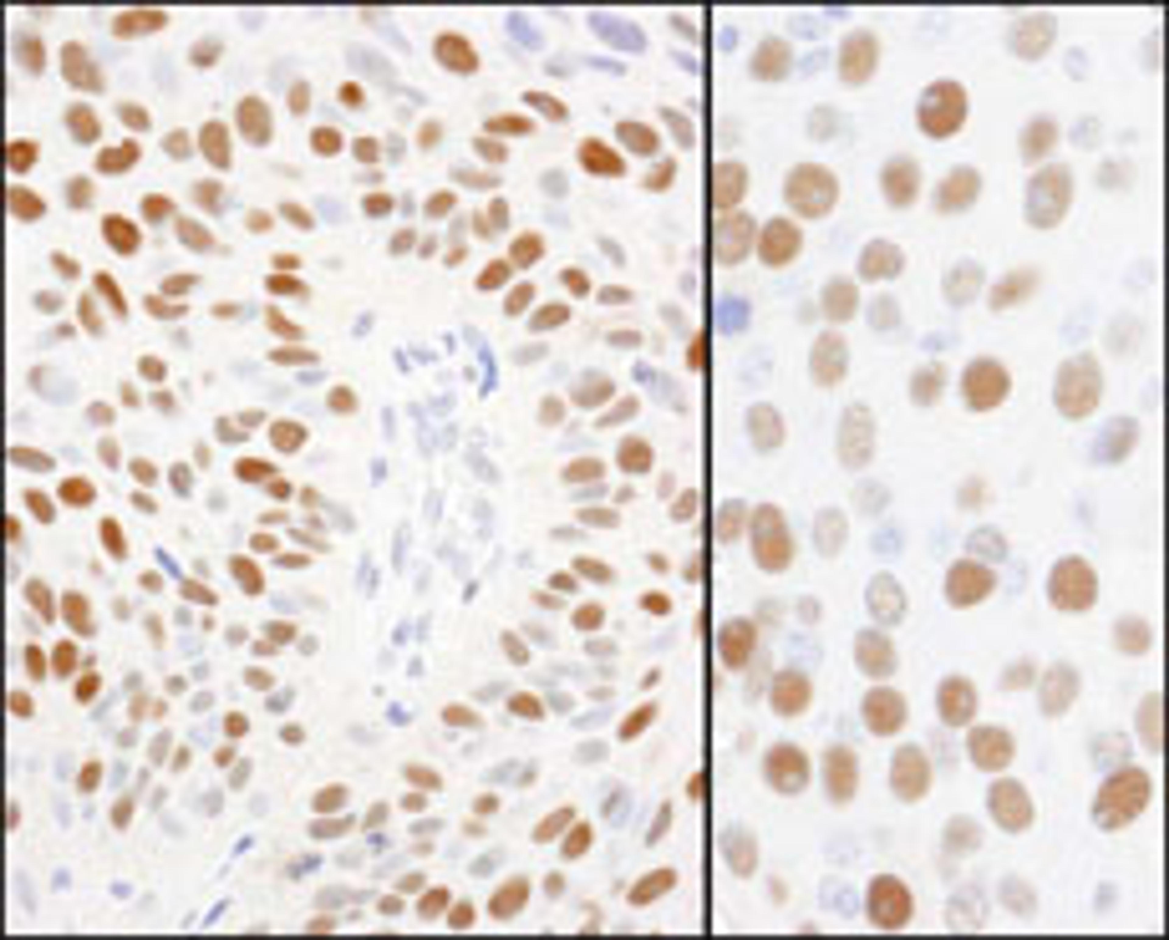 Detection of human and mouse Phospho MCM2 (S108) by immunohistochemistry.