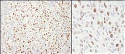 Detection of human and mouse MCM4 by immunohistochemistry.