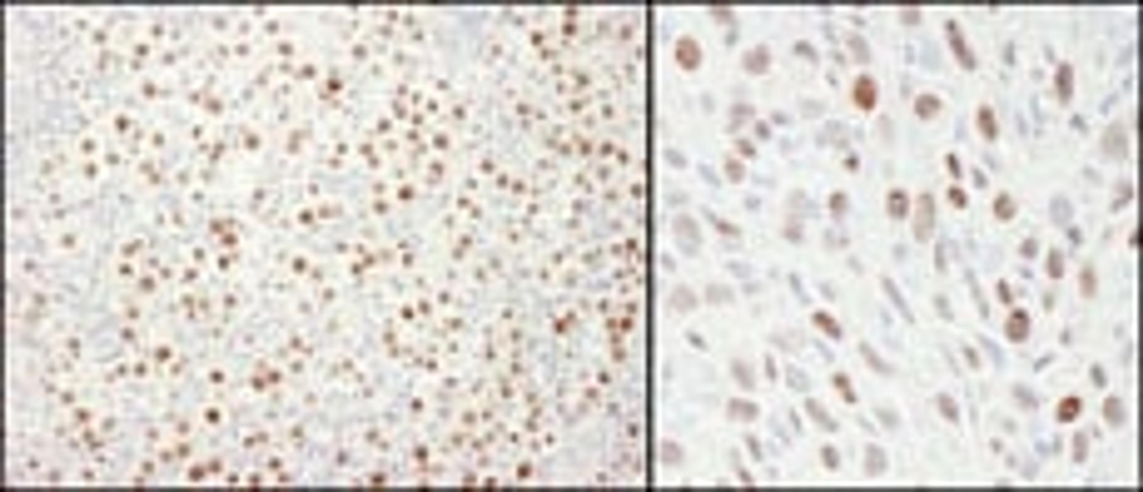 Detection of human and mouse MCM4 by immunohistochemistry.