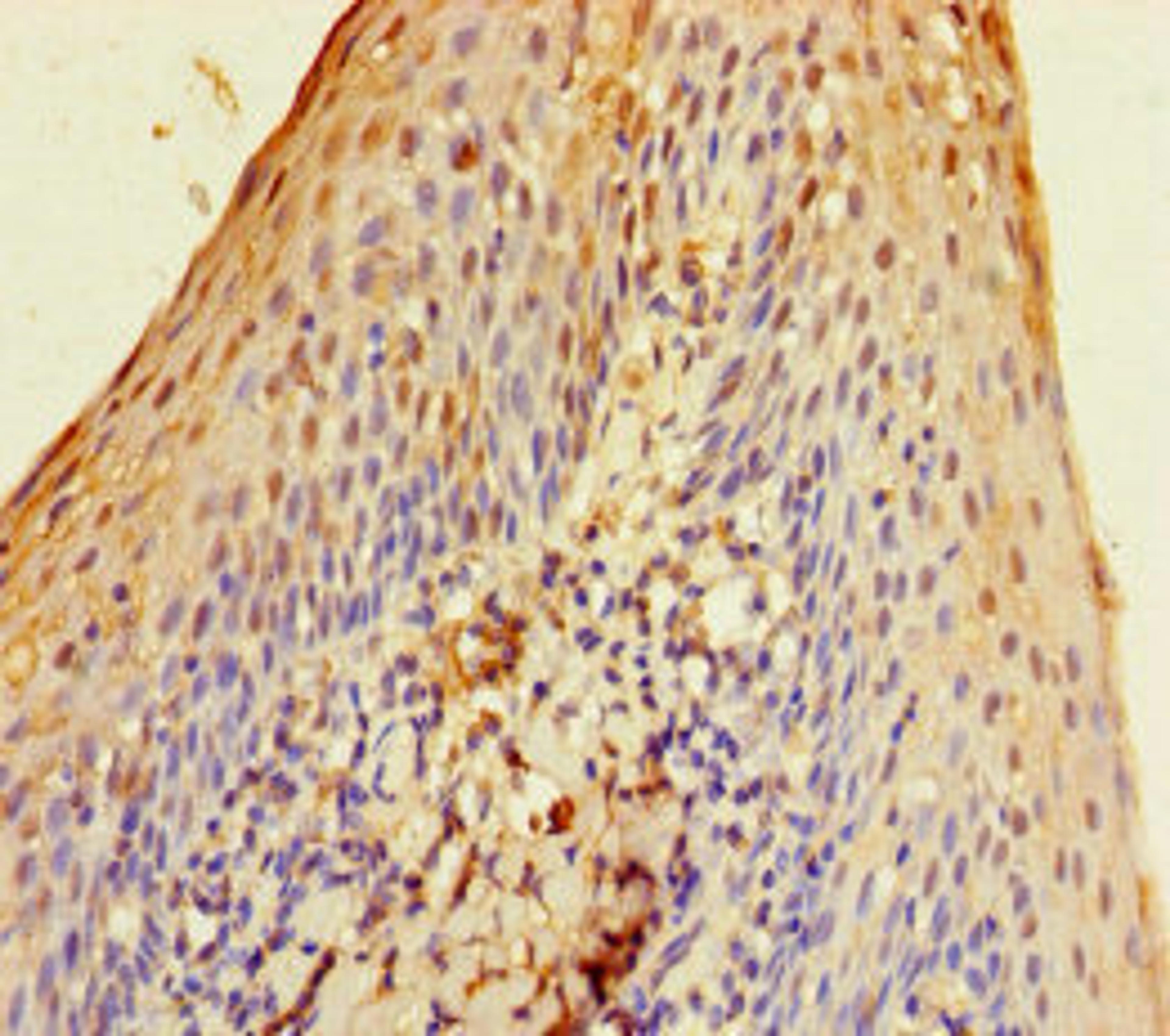Immunohistochemistry of paraffin-embedded human tonsil tissue using CSB-PA021784LA01HU at dilution of 1:100