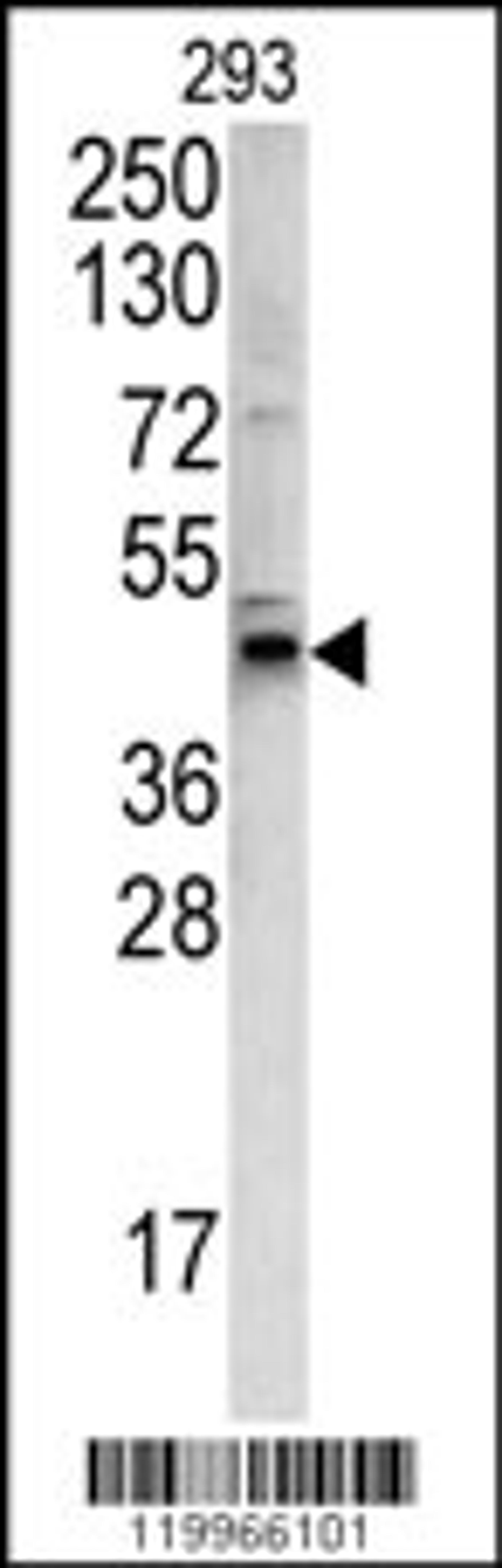 Western blot analysis of WNT4 antibody in 293 cell line lysates (35ug/lane)