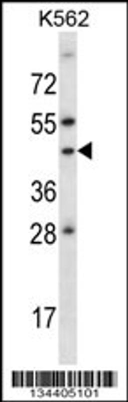 Western blot analysis in K562 cell line lysates (35ug/lane).