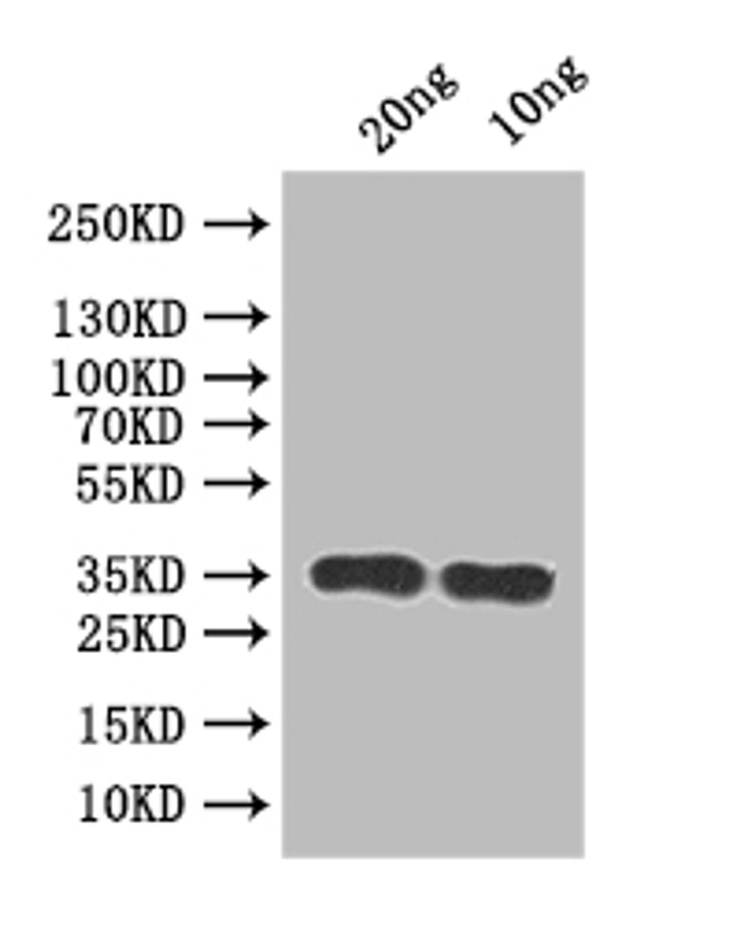 Western Blot. Positive WB detected in: recombinant protein. All lanes:RSC2 Antibody at 1:1000. Secondary. Goat polyclonal to rabbit IgG at 1/50000 dilution. Predicted band size: 32 kDa. Observed band size: 35 kDa. 