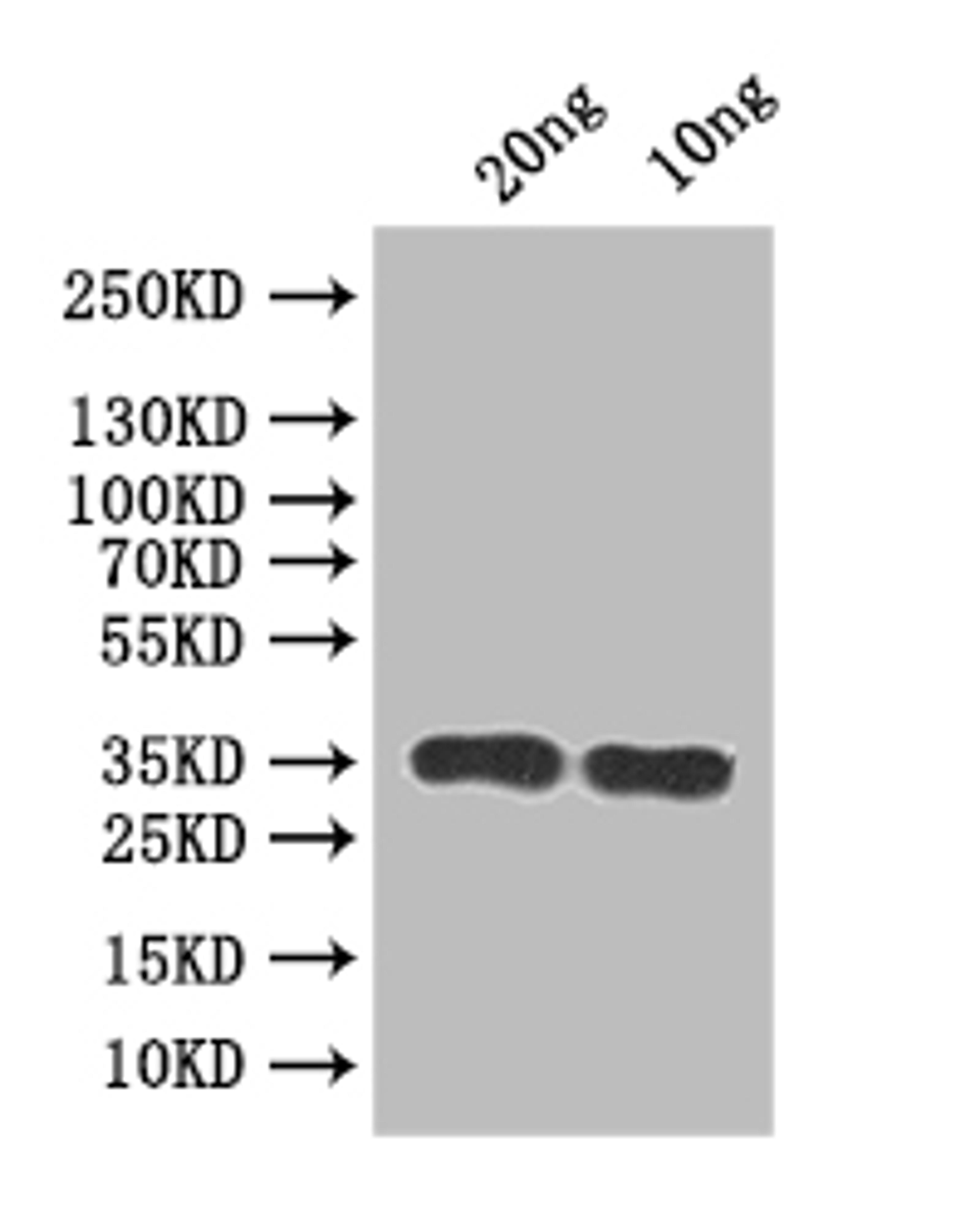 Western Blot. Positive WB detected in: recombinant protein. All lanes:RSC2 Antibody at 1:1000. Secondary. Goat polyclonal to rabbit IgG at 1/50000 dilution. Predicted band size: 32 kDa. Observed band size: 35 kDa. 