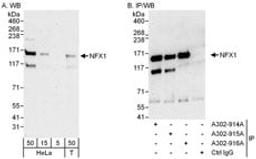 Detection of human NFX1 by western blot and immunoprecipitation.