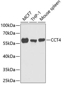 Western blot - CCT4 antibody (A6548)