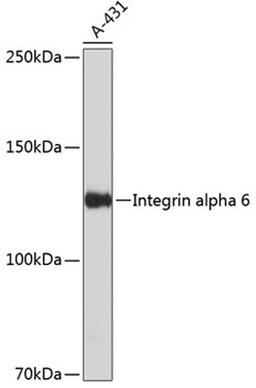 Western blot - Integrin alpha 6 antibody (A19070)