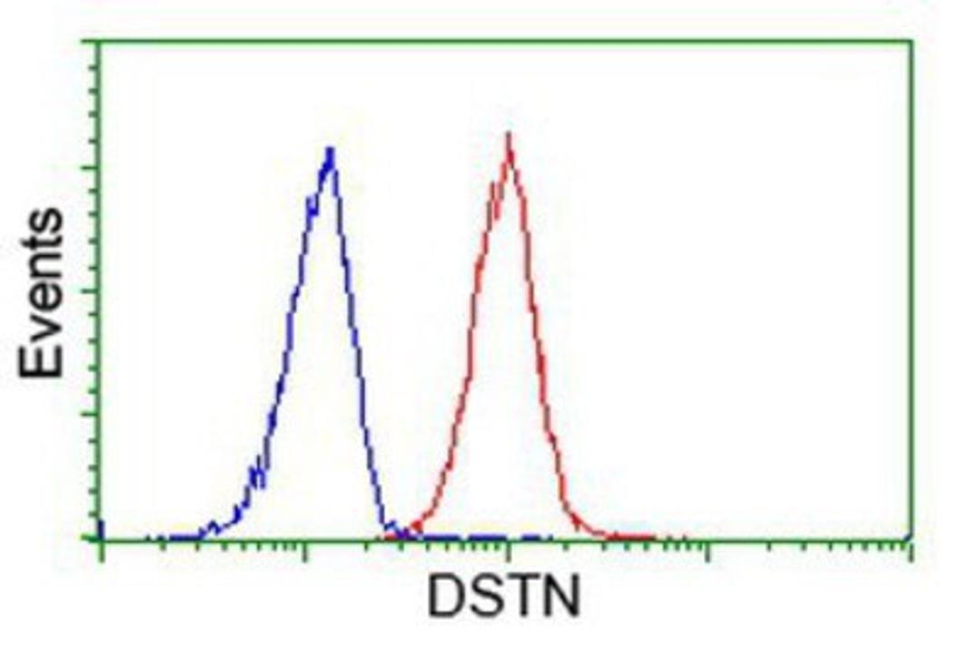 Flow Cytometry: Destrin Antibody (2F7) [NBP2-00527] - Analysis of Hela cells, using anti-Destrin antibody, (Red), compared to a nonspecific negative control antibody (Blue).