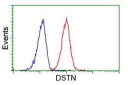 Flow Cytometry: Destrin Antibody (2F7) [NBP2-00527] - Analysis of Hela cells, using anti-Destrin antibody, (Red), compared to a nonspecific negative control antibody (Blue).