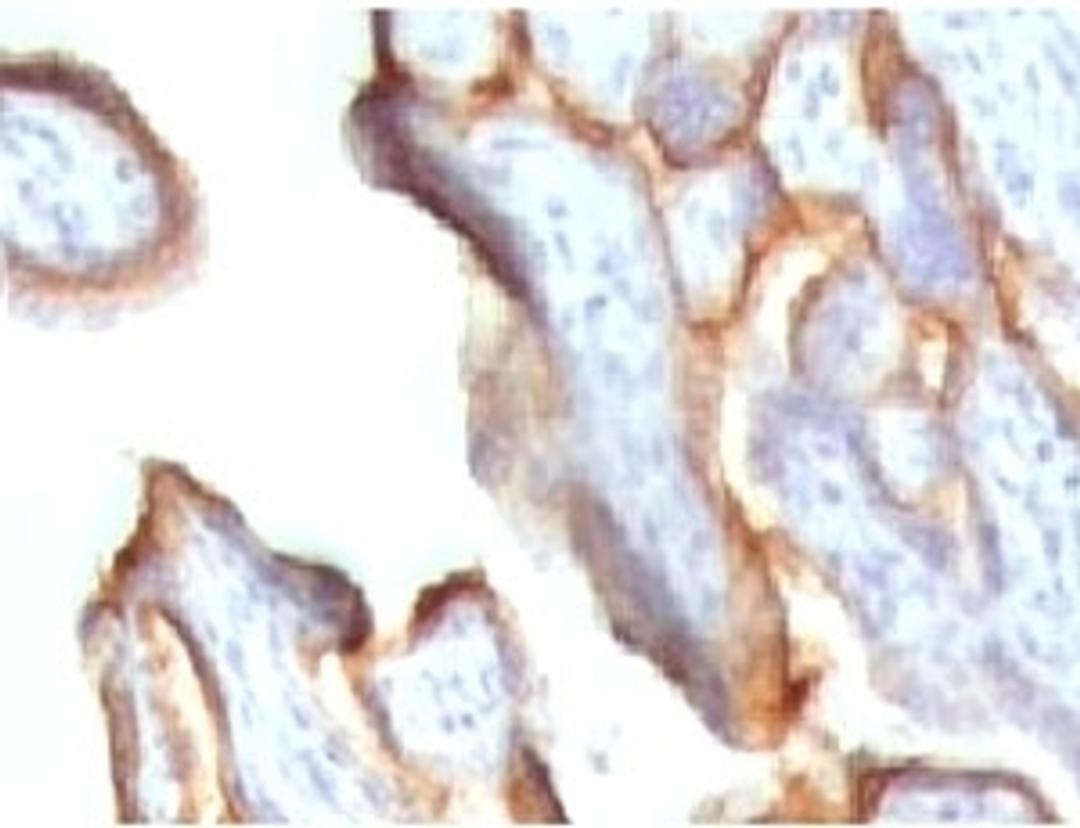 IHC testing of human placenta stained with HCG-alpha antibody (CGA91-2). 