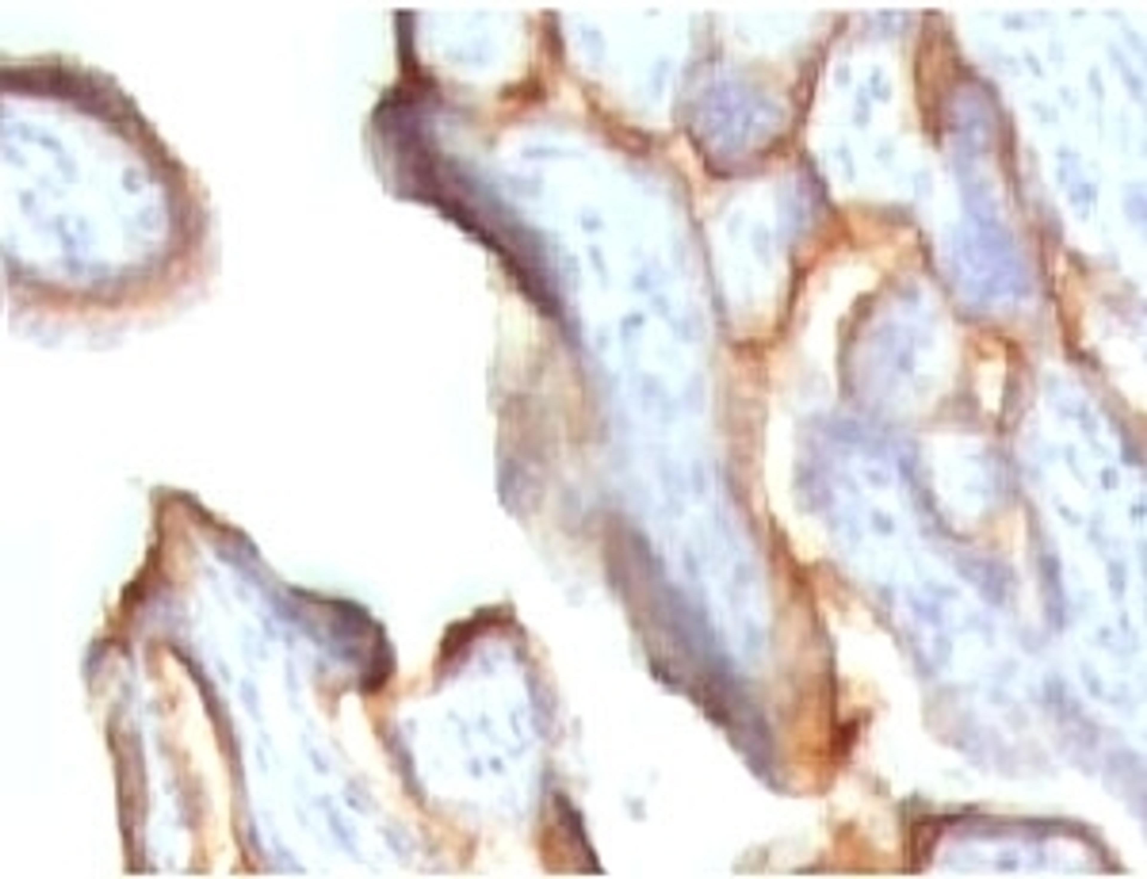 IHC testing of human placenta stained with HCG-alpha antibody (CGA91-2). 