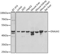 Western blot - DNAJA3 antibody (A7030)