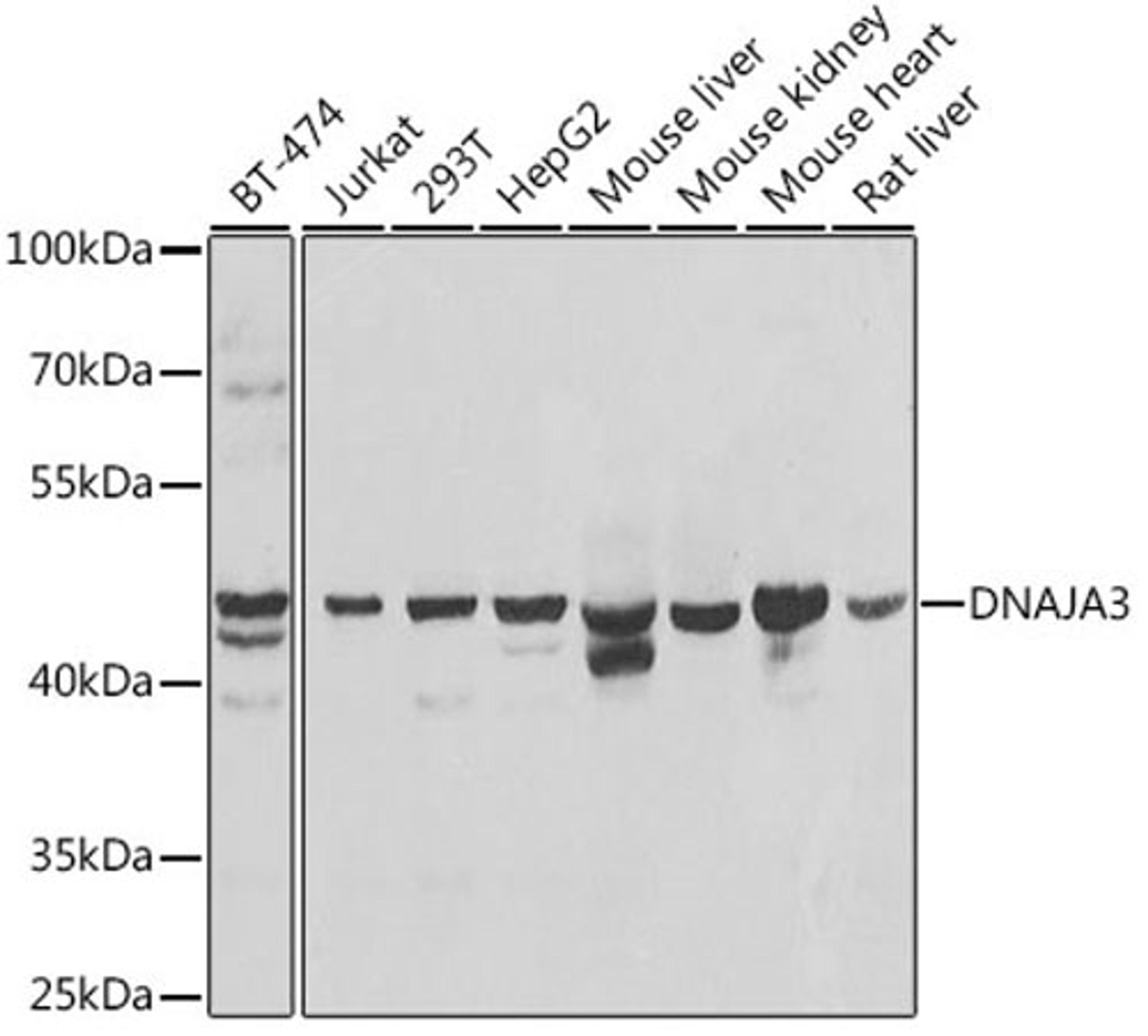 Western blot - DNAJA3 antibody (A7030)