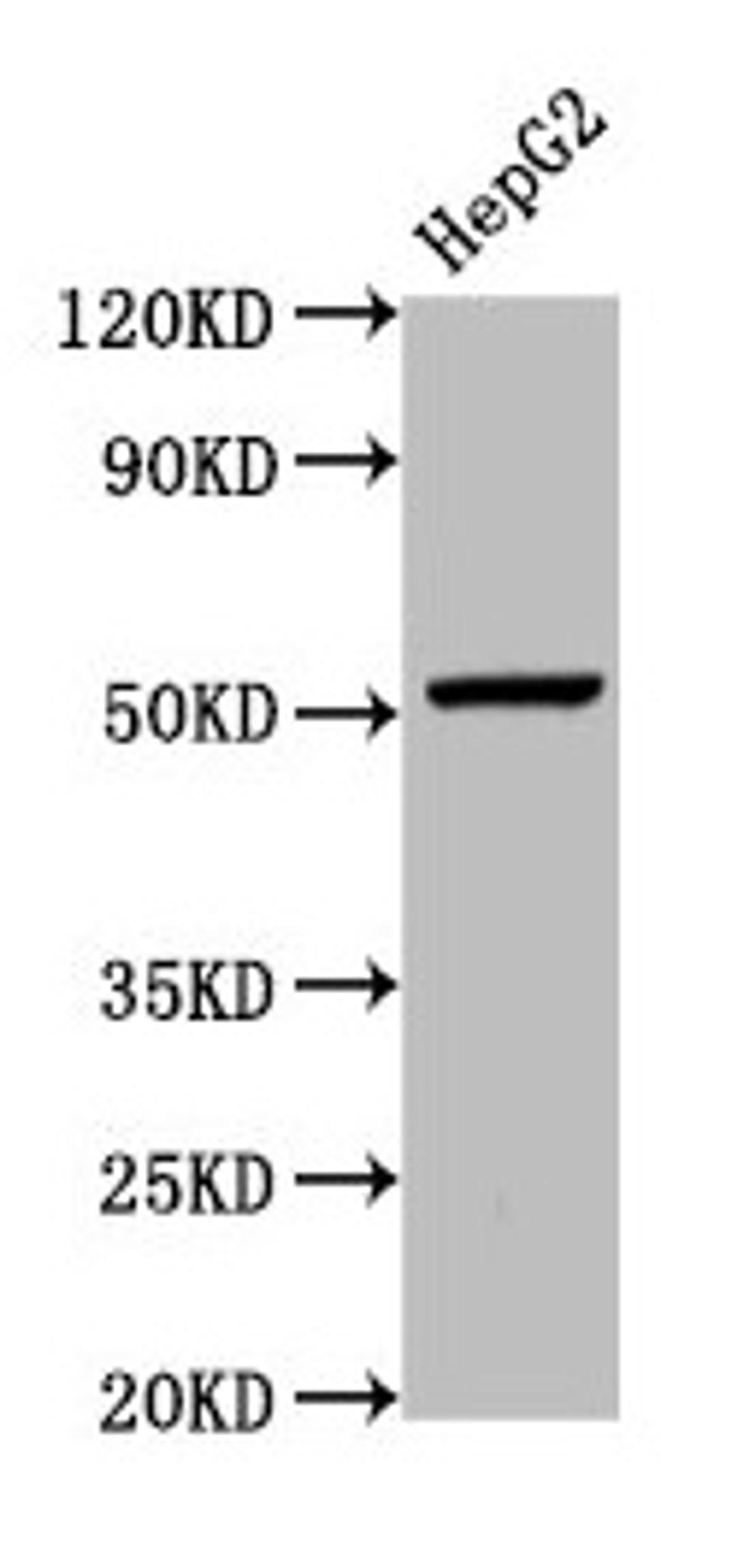 Western Blot. Positive WB detected in: HepG2 whole cell lysate. All lanes: WLS antibody at 5.4µg/ml. Secondary. Goat polyclonal to rabbit IgG at 1/50000 dilution. Predicted band size: 63, 52 kDa. Observed band size: 52 kDa