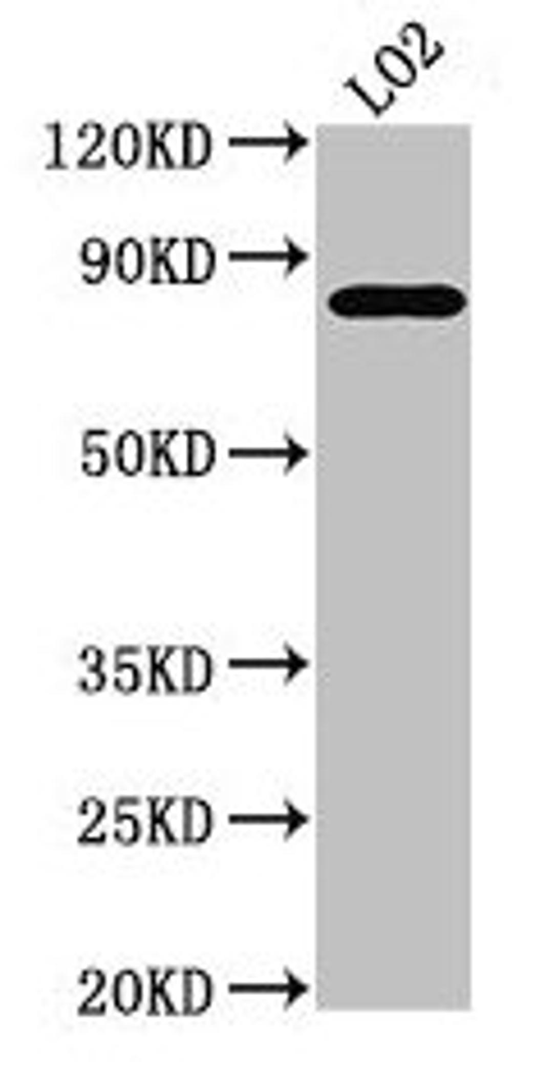 Western Blot. Positive WB detected in: LO2 whole cell lysate. All lanes: XRCC5 antibody at 3.5µg/ml. Secondary. Goat polyclonal to rabbit IgG at 1/50000 dilution. Predicted band size: 83 kDa. Observed band size: 83 kDa