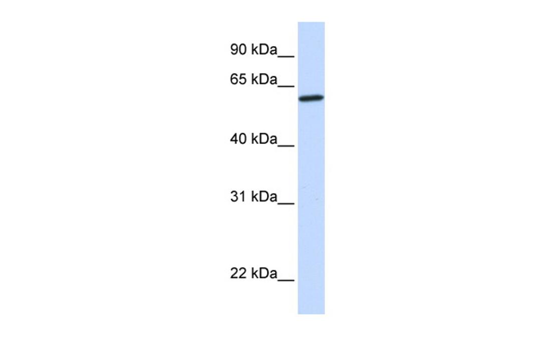 Antibody used in WB on Human Brain at 0.2-1 ug/ml.