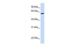 Antibody used in WB on Human Brain at 0.2-1 ug/ml.