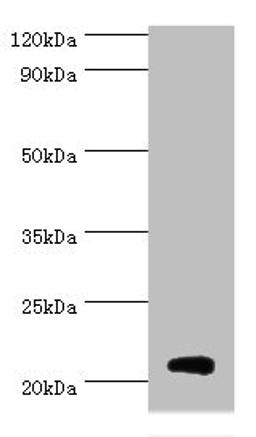 Western blot. All lanes: Histone H1.0 antibody at 3ug/ml + Jurkat whole cell lysate. Secondary. Goat polyclonal to rabbit IgG at 1/10000 dilution. Predicted band size: 21, 20 kDa. Observed band size: 21 kDa.