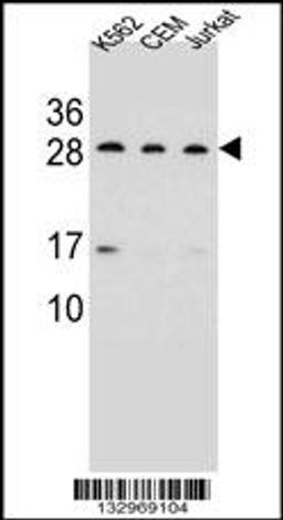 Western blot analysis in K562,CEM,Jurkat cell line lysates (35ug/lane).