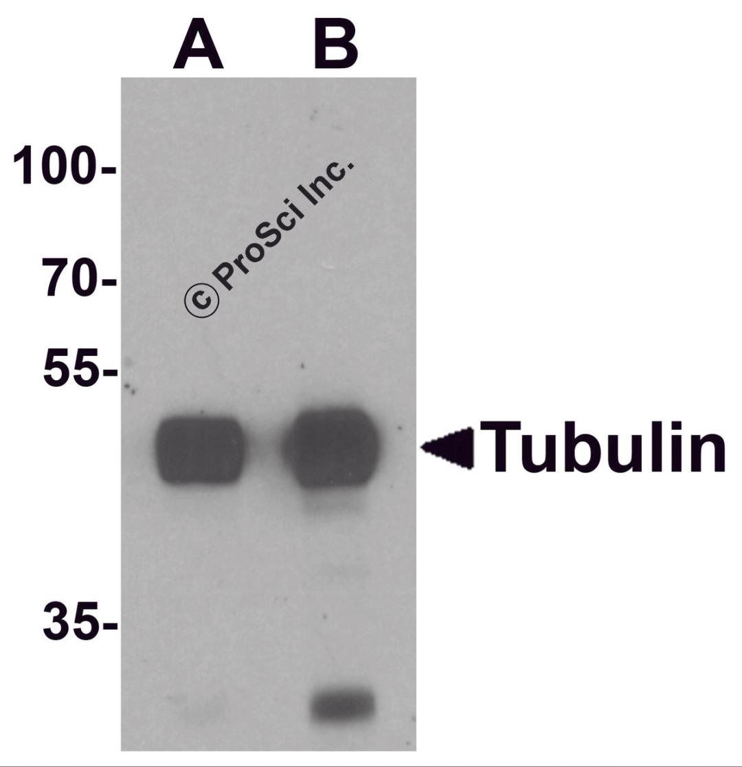 Western blot analysis of Tubulin in mouse brain tissue lysate with Tubulin antibody at (A) 0.5 and (B) 1 &#956;g/mL.