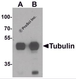 Western blot analysis of Tubulin in mouse brain tissue lysate with Tubulin antibody at (A) 0.5 and (B) 1 &#956;g/mL.