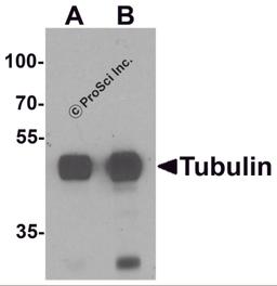 Western blot analysis of Tubulin in mouse brain tissue lysate with Tubulin antibody at (A) 0.5 and (B) 1 μg/mL.