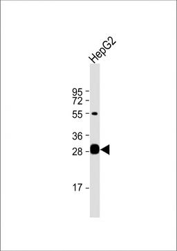 Western Blot at 1:1000 dilution + HepG2 whole cell lysate Lysates/proteins at 20 ug per lane.