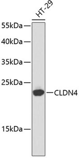 Western blot - CLDN4 antibody (A2947)