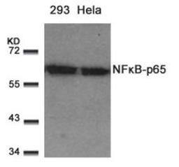 Western blot analysis of lysed extracts from 293 and HeLa cells using NFκB-p65 (Ab-529).