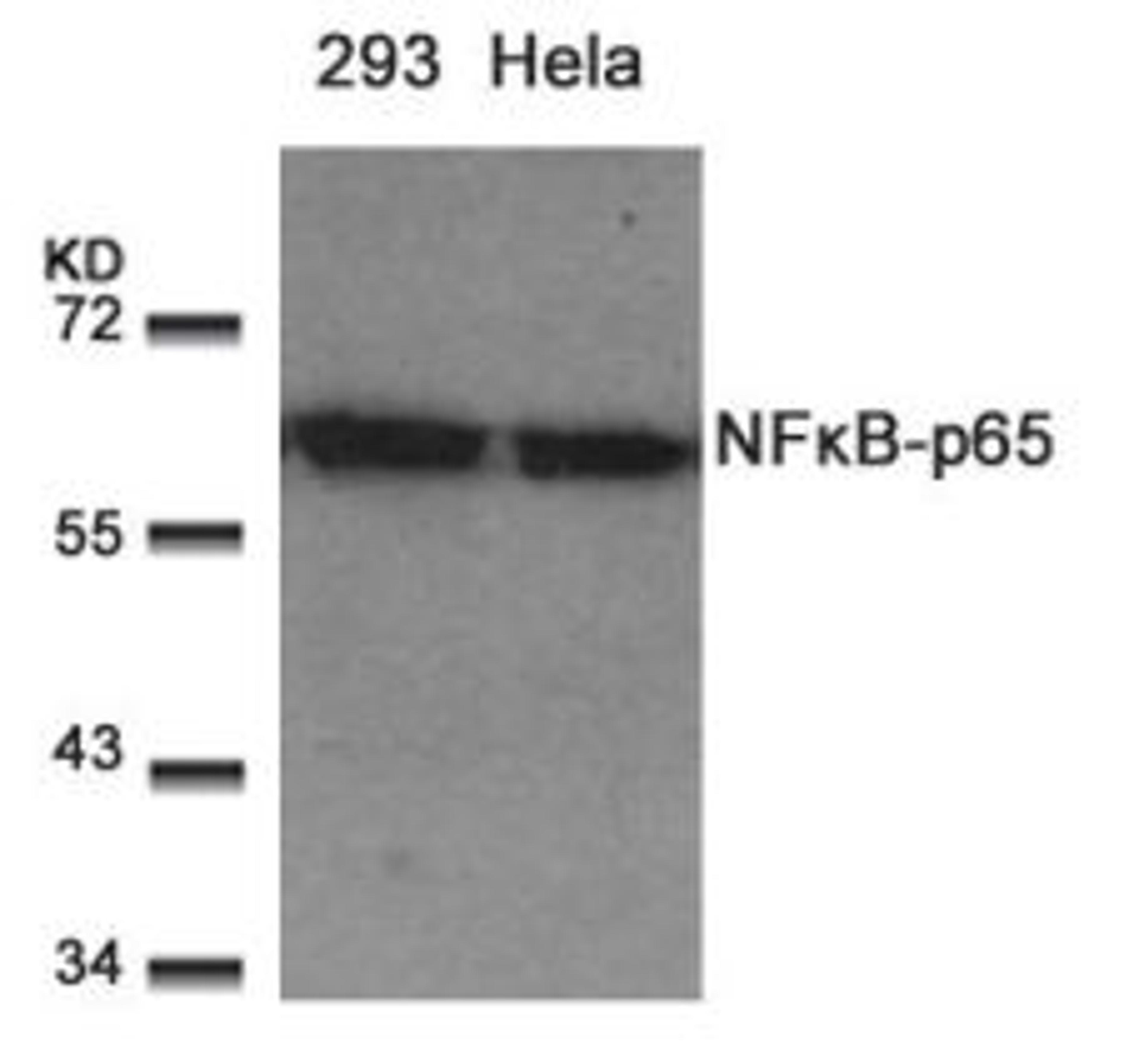 Western blot analysis of lysed extracts from 293 and HeLa cells using NFκB-p65 (Ab-529).