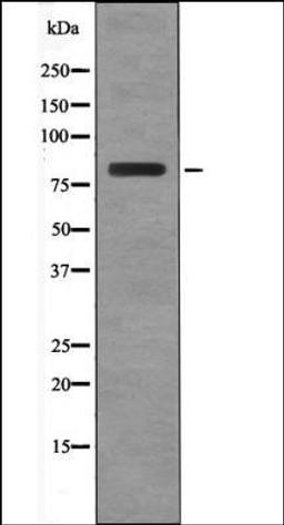 Western blot analysis of EGF treated RAW264.7 whole cell lysates using BRSK2 -Phospho-Thr260- antibody