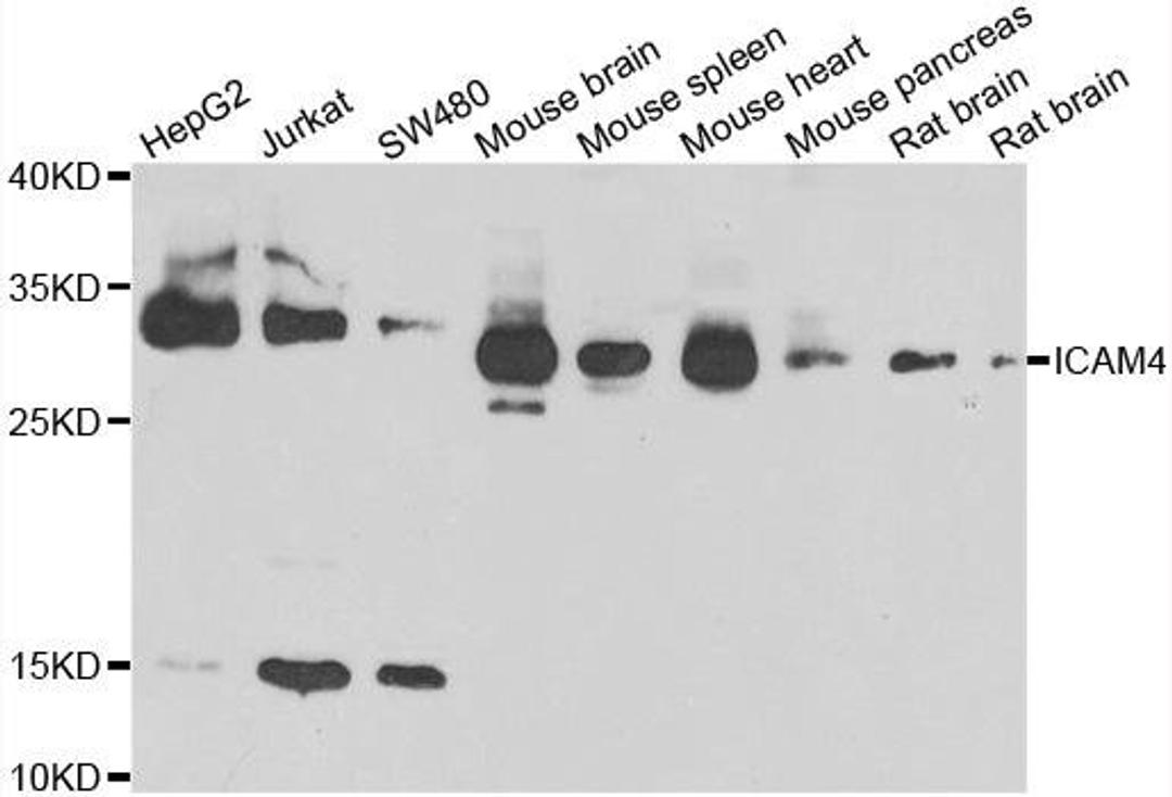 Western blot analysis of extracts of various cell lines using ICAM4 antibody