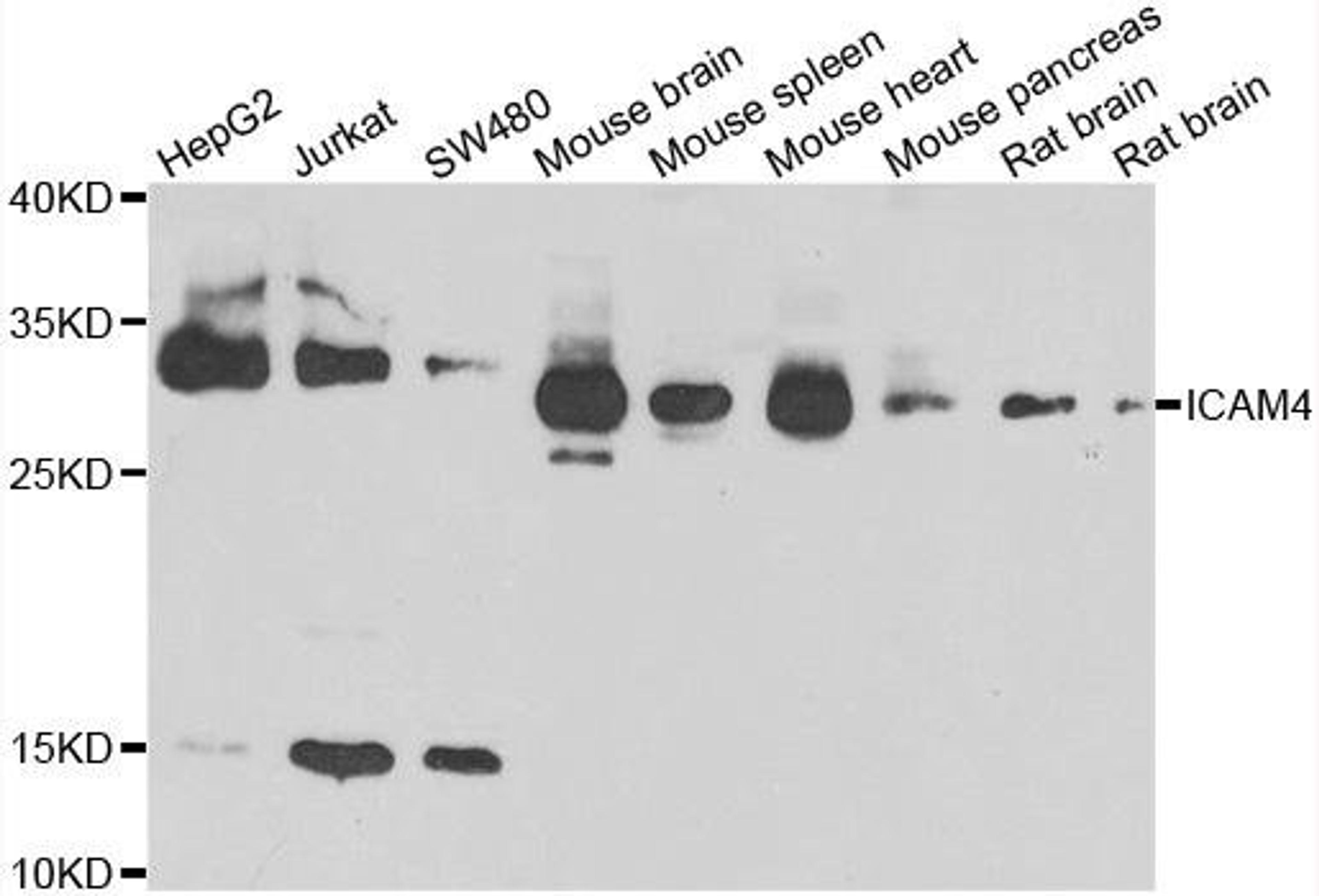 Western blot analysis of extracts of various cell lines using ICAM4 antibody