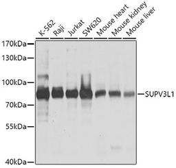 Western blot - SUPV3L1 antibody (A9951)