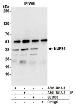 Detection of human NUP35 by western blot of immunoprecipitates.