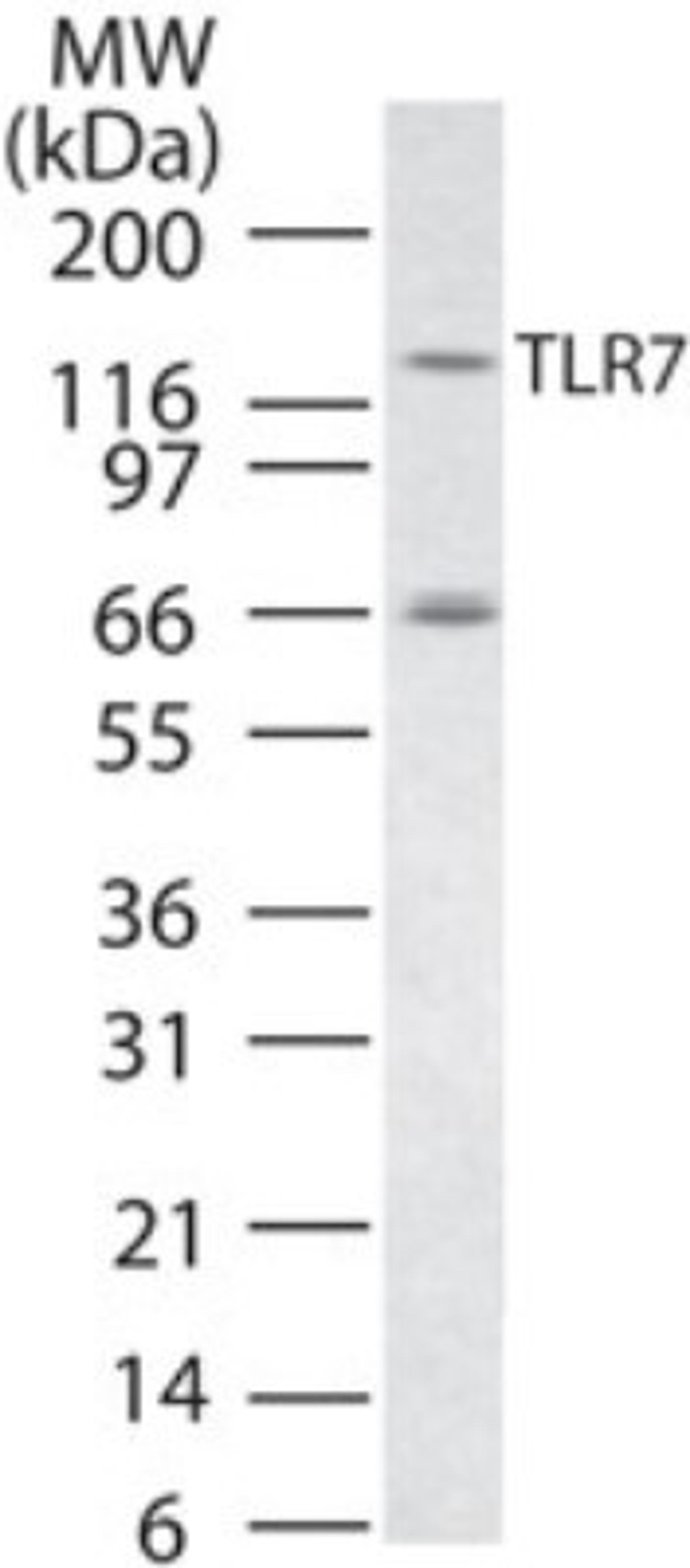 Western Blot: TLR7 Antibody [NBP2-24906] - Analysis using the Azide Free version of NBP2-24906. Detection of TLR7 in RAW cell lysate using this antibody.