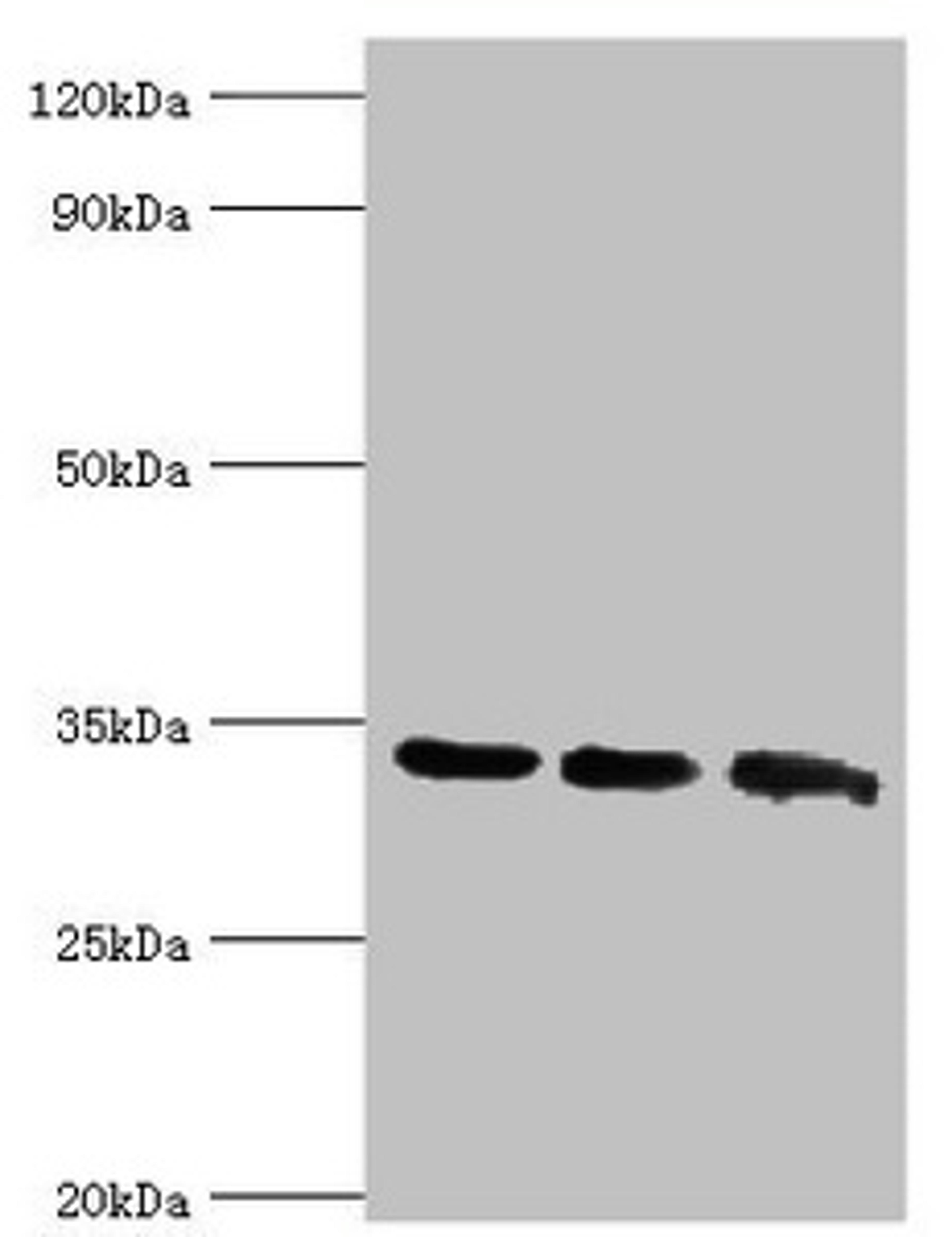 Western blot. All lanes: Aquaporin-4 antibody at 2ug/ml. Lane 1: Mouse brain tissue. Lane 2: Mouse heart tissue. Lane 3: Mouse kidney tissue. Secondary. Goat polyclonal to rabbit IgG at 1/10000 dilution. Predicted band size: 35, 33 kDa. Observed band size: 35 kDa. 
