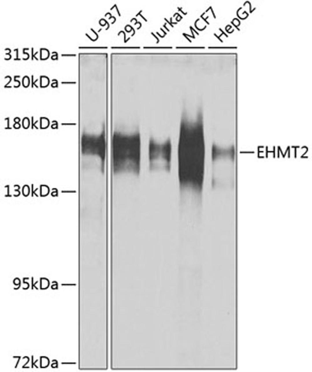 Western blot - EHMT2 antibody (A1247)