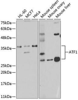 Western blot - ATF1 antibody (A5791)