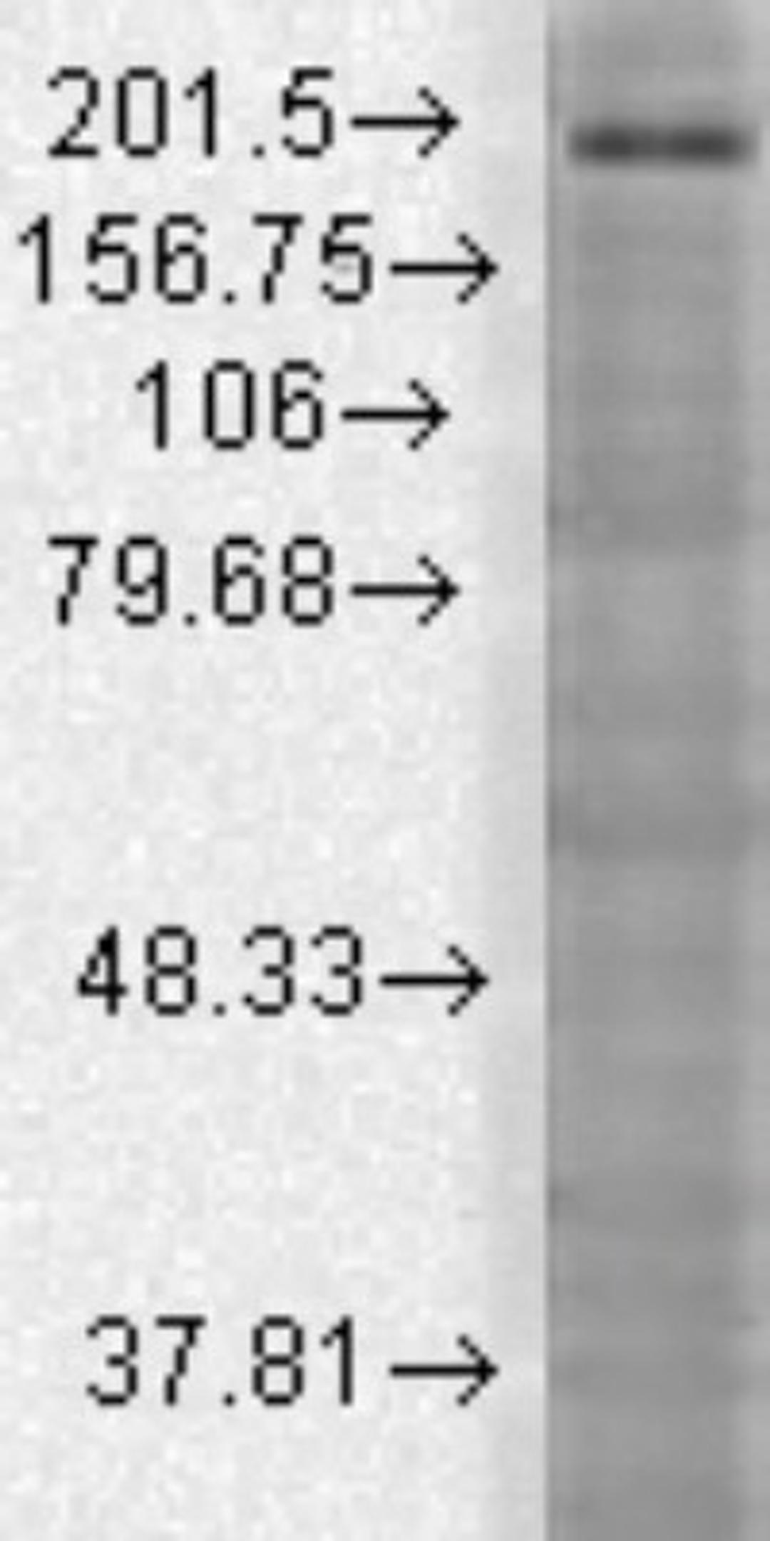 Western Blot: SHANK3 Antibody (S69-46) [NBP1-47610] - Rat brain membrane lysates using a 1:1000 dilution.